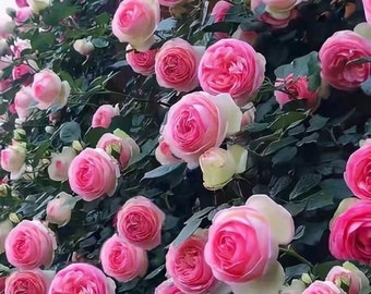 Climbing Rose Eden. Pretty fast grow Rose. 粉色龙沙宝石