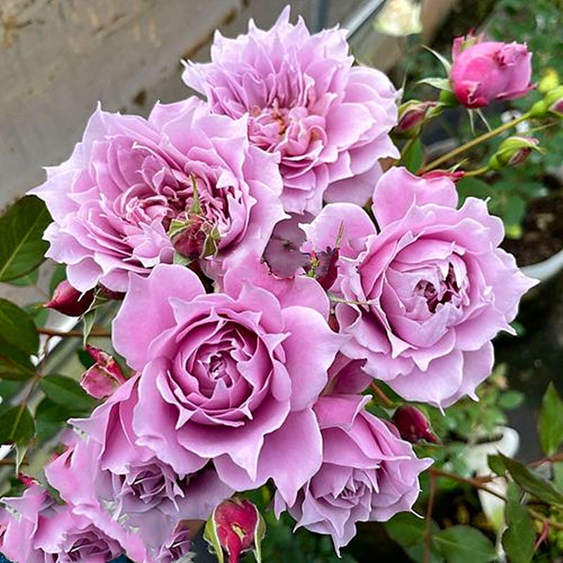 Chinese Rose. Huanzi 幻紫 Continue Blooming. Pretty Purple. Own