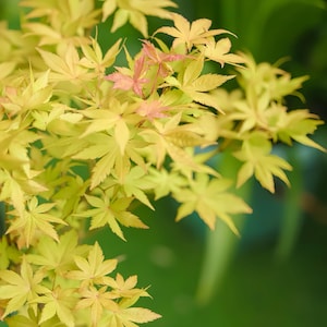 May include: Close-up of a branch with vibrant yellow and green maple leaves. Some leaves have a reddish-pink hue. The background is a soft, blurred green. The image captures the delicate beauty of nature.