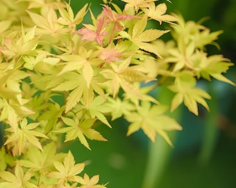 Summer gold maple tree 夏金