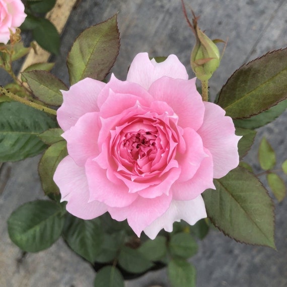 rose♡ Garden Rose WABARA Kaolikazali™ 24 / 36 / 48 Stems
