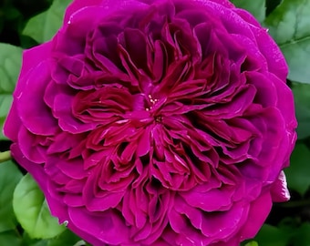 Ausromeo. . Own root.