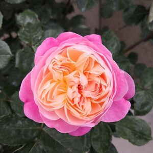 Dream Light. 梦光环 Japanese Rose. Continue Blooming Fragrance Rose. Own ...