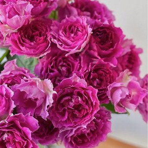 May include: A bouquet of deep purple roses with ruffled petals.