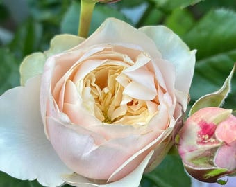 Rose Darlington. 达林顿 Own Root - Etsy