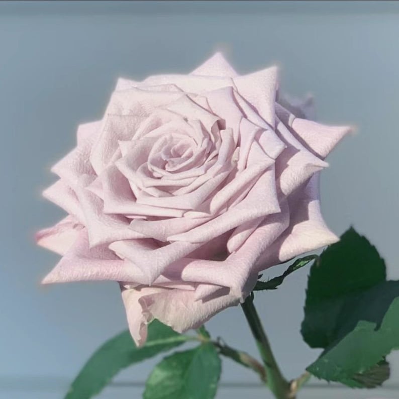 Pode incluir: Uma &uacute;nica rosa de cor p&uacute;rpura clara com uma textura delicada e aveludada. A rosa est&aacute; em plena flora&ccedil;&atilde;o, com suas p&eacute;talas dispostas em espiral. O caule &eacute; verde e tem folhas.