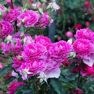 Sheherazad Rose. 天方夜谭 Continue Blooming. Fragrance.
