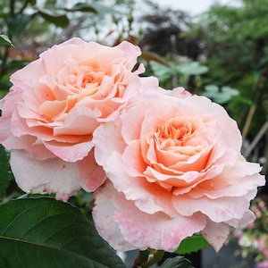 Rose Augusta Luis. 奥古斯塔. 路易斯. Strong fragrance. Continue Blooming. Easy care. Pretty Big flowers.