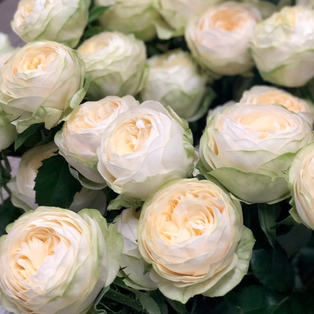 Rose Plant Pure Blond. 纯金美女/金发碧眼 Live Plant in Pot