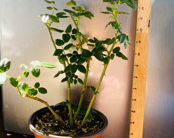 Rose Confiture，果酱 コンフィチュール New Japanese Rose. - Etsy