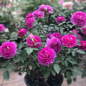 May include: A potted rose bush with vibrant purple and pink flowers. The bush is in full bloom with many flowers open. The leaves are green and the pot is black.