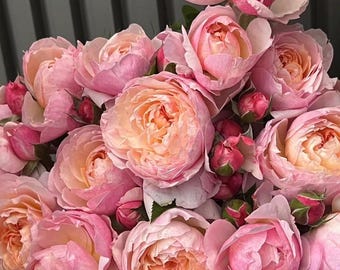 pink rose♡ Yingying Pink 盈盈粉. Pretty Rose. Changing Colors. Big