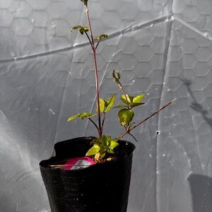 Op de afbeelding: Jonge clematisplant in een zwarte plastic pot. De plant heeft groene bladeren en een roodbruine stengel. Een roze label is zichtbaar in de pot. De achtergrond is een doorschijnend, lichtgrijs materiaal.