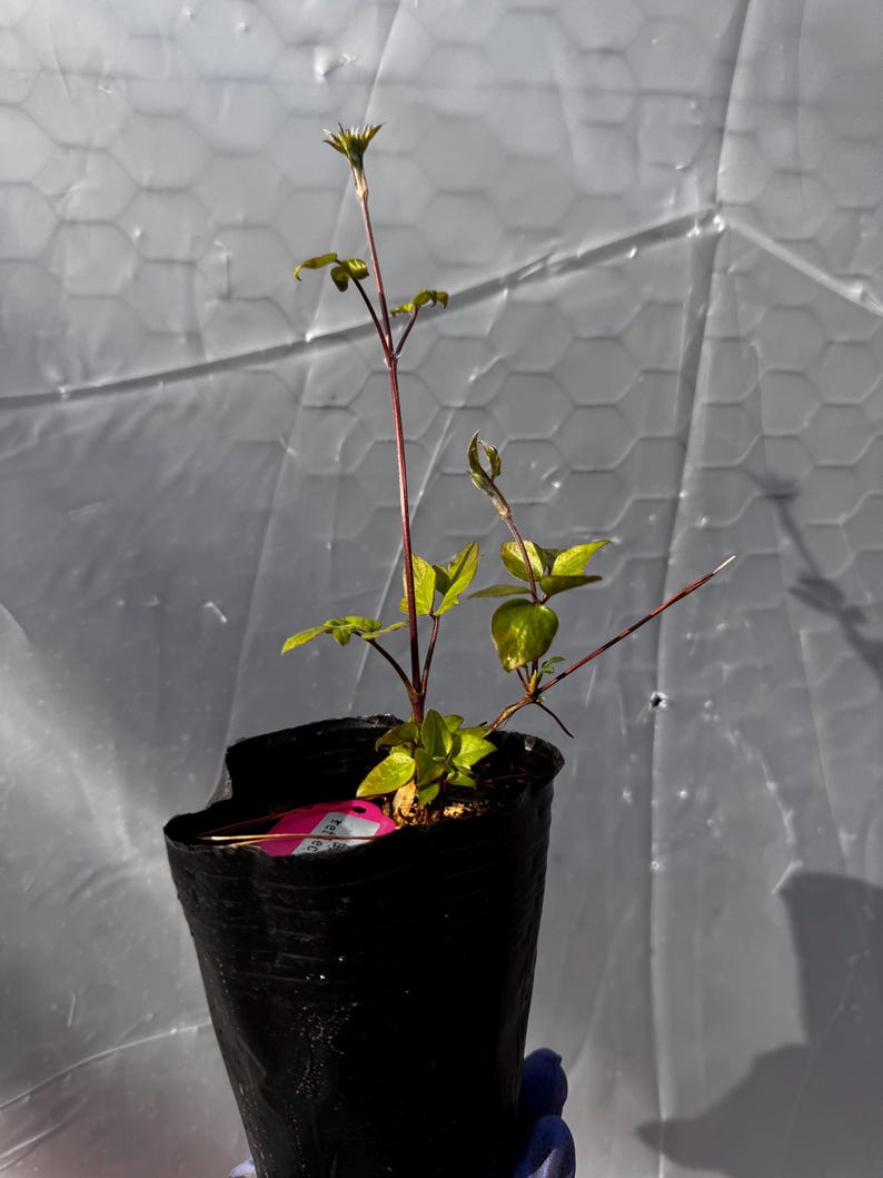 Op de afbeelding: Jonge clematisplant in een zwarte plastic pot. De plant heeft groene bladeren en een roodbruine stengel. Een roze label is zichtbaar in de pot. De achtergrond is een doorschijnend, lichtgrijs materiaal.
