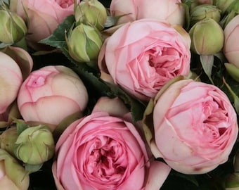 Rose Imagine . 想象 /入梦 New Cut Rose. - Etsy