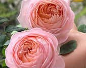 All flowers⭐️新品レア6枚set⭐️限定ROSE  チューリップ　近沢 SPJ090，Neo Cherry Shallow 新浅樱桃，Japanese Florist Shrub
