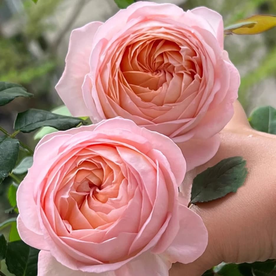 New Arrival Roses – SpringlandFlowers
