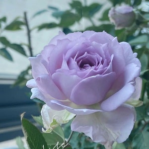 Lucifer 路西法.japenese rose.  Strong Fragrance. Continue Blooming. Shrub Rose Own root. Big Gallon Plant. Free priority shipping.