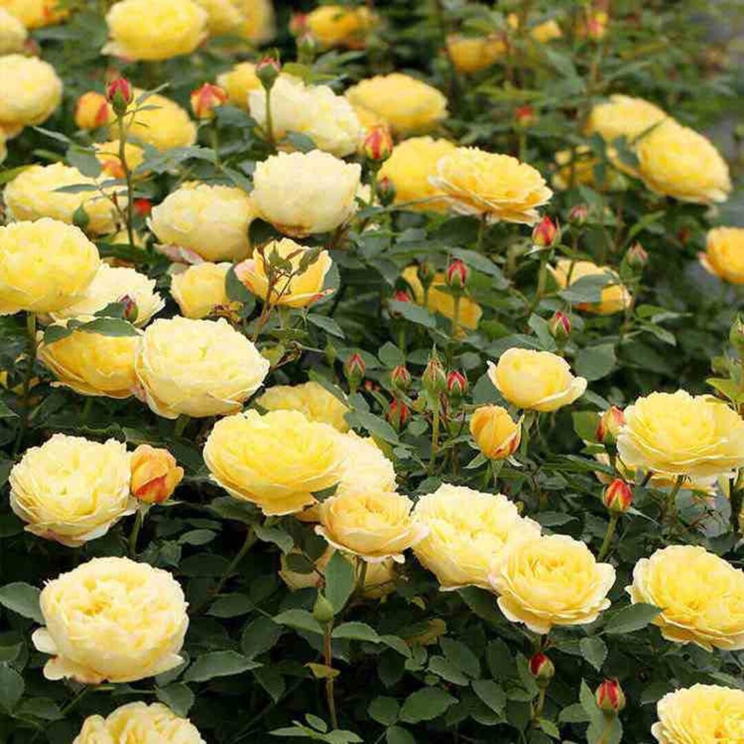 Admiration 倾慕 Comes From Lady of Shalott. Climbing Rose. Free Shipping