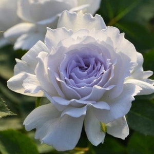 Gabriel，加百列大天使. Continue Blooming. Heat resistance. Fragrance. Slow grower and more demanding.free Priority shipping