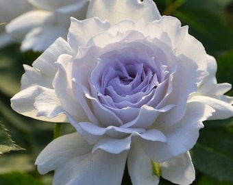 Gabriel，加百列大天使. Continue Blooming. Heat resistance. Fragrance. Slow grower and more demanding.