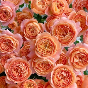 May include: A bouquet of peach-colored roses with soft, velvety petals. The roses are arranged in a cluster, showcasing their delicate beauty.