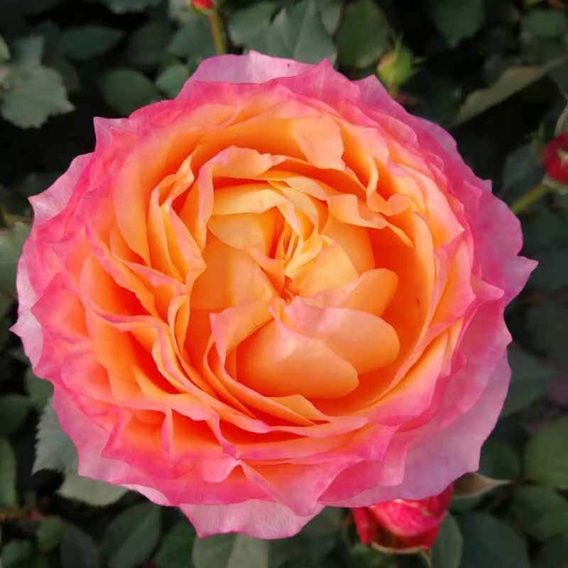 Rose Fire X-pression 大花美人 Pretty cut rose.