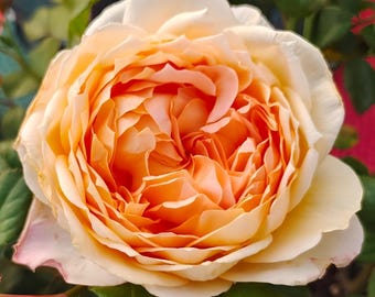 Rose Capri 卡普里 Cut Rose. 2 year old live Plant Fragrance.