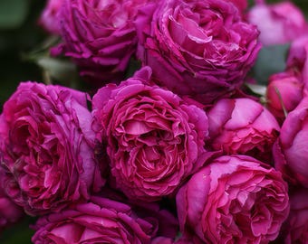 May include: A close-up of a cluster of vibrant, deep magenta roses. The fully bloomed flowers display layers of delicate petals, creating a textured, ruffled appearance. The roses are in various stages of bloom, with some tightly furled and others fully open, revealing their inner beauty.