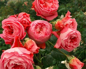 Summer fireworks. 夏日花火. Own root. Light Fragrance. Continue Blooming.