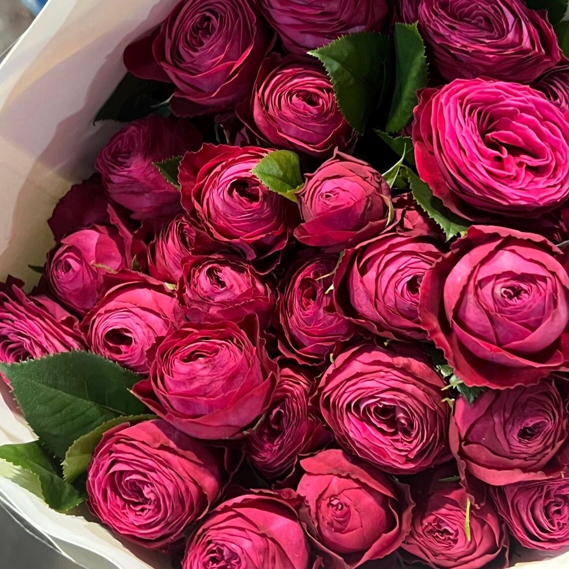 Dima Bombastic Dima Bombastic 浮夸迪马. Cut Rose. Rose Plant - Etsy