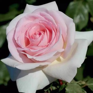 May include: A single, light pink rose with a white center. The rose is in full bloom and has a delicate, feminine appearance.