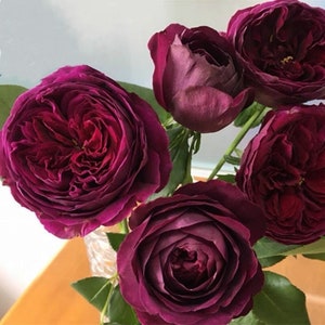 Rose Royal. 皇宫. Super strong fragrance. Lovely Flower. Continue Blooming . Own root. Shrub Rose.