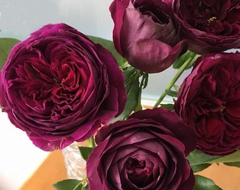 Rose Royal. 皇宫. Super strong fragrance. Lovely Flower. Continue Blooming . Own root. Shrub Rose.
