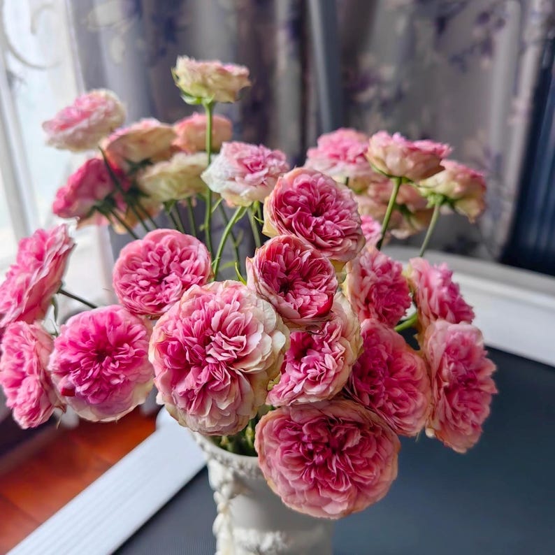 Pink And Raspberry Pink Roses Lovely Raspberry. Cut Rose. 可爱树莓 - Etsy