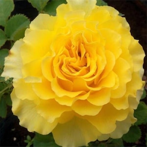 Rare Japanese Rose. She&#39;ll. 贝壳 long lasting cut Flower. Own root. Shrub Rose. Continue Blooming.