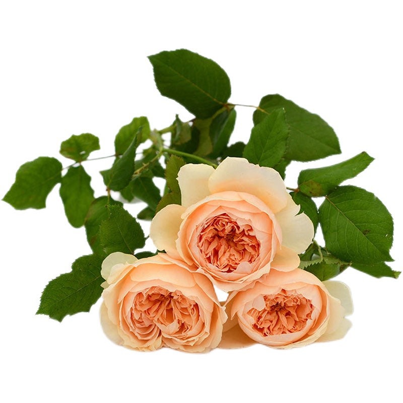 Masora. 真宙 Japanese Rose. Heat Resistance. Disease Resistance. Continue ...