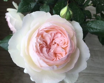 Bolero 波来罗Strong fragrance Continue Blooming. Own root.