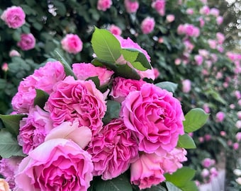 Rose Antique Watch. 古董怀表. Japanese Rose. Strong Fragrance. 60+