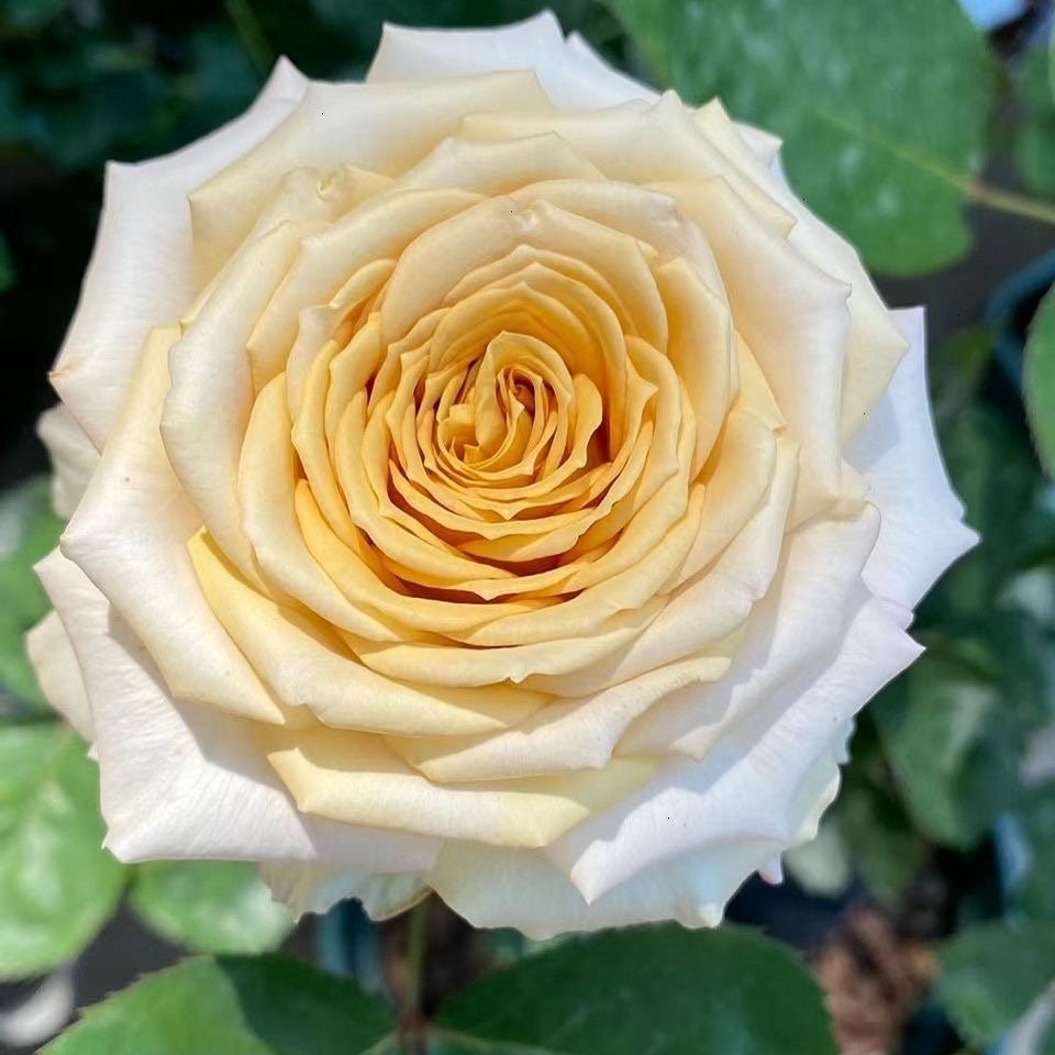 Rose Spoiler. 捣蛋鬼 剧透 Very Fragrance. Dutch VIP Cut Rose. - Etsy