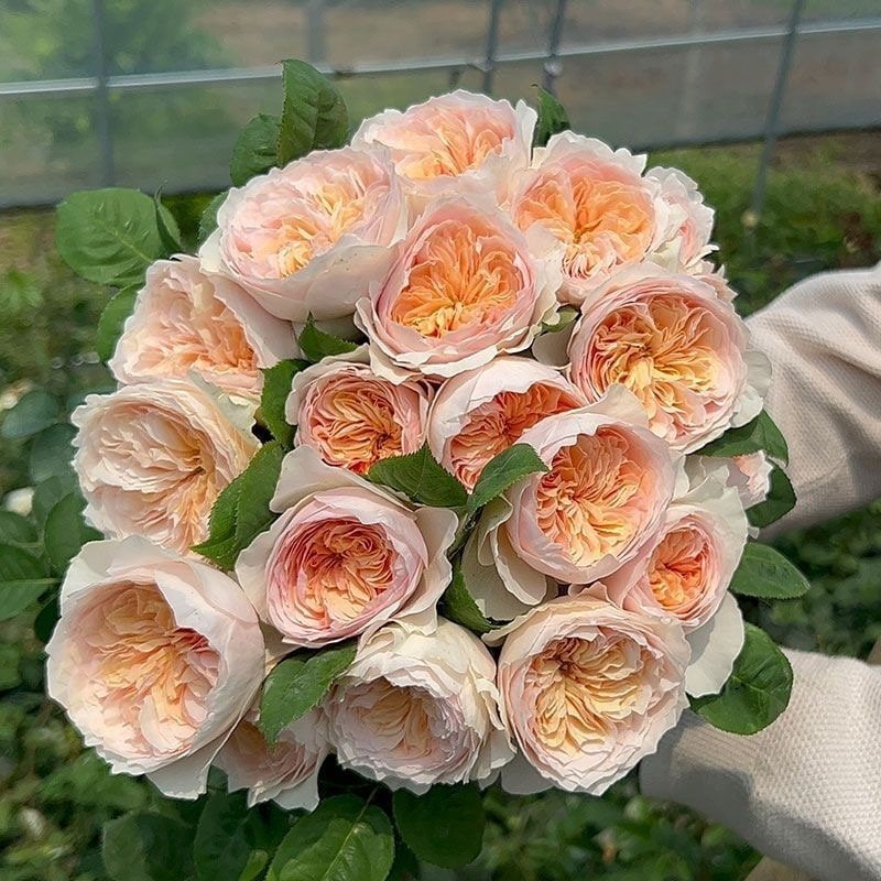 Chinese Julie. Climbing Rose Hanxian 涵仙，cut Rose. Highly