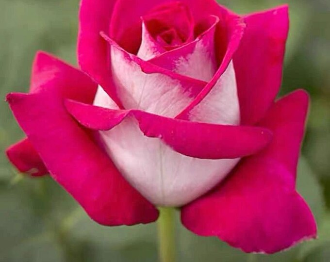Monica Bellucci. 莫妮卡贝鲁奇 Cut Rose. Strong Fragrance. Thick Paddles Big ...
