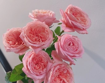 「ゆかり」切花バラ挿木苗 Romantic vuvuzel♡ Rose ゆかり」切花バラ挿木苗 Romantic vuvuzel♡ Rose Romantic