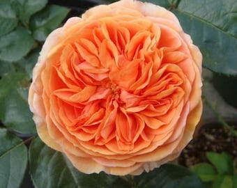 Chippendale 音乐馆，own root Shrub Rose. Fragrance. Continue Blooming  . Disease resistance. German Rose.