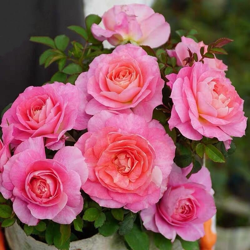 Neptune King Terrazza 海神王阳台 Balcony Rose. Perfect Potter