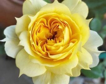 May include: A single yellow rose with a tightly packed center and delicate petals.