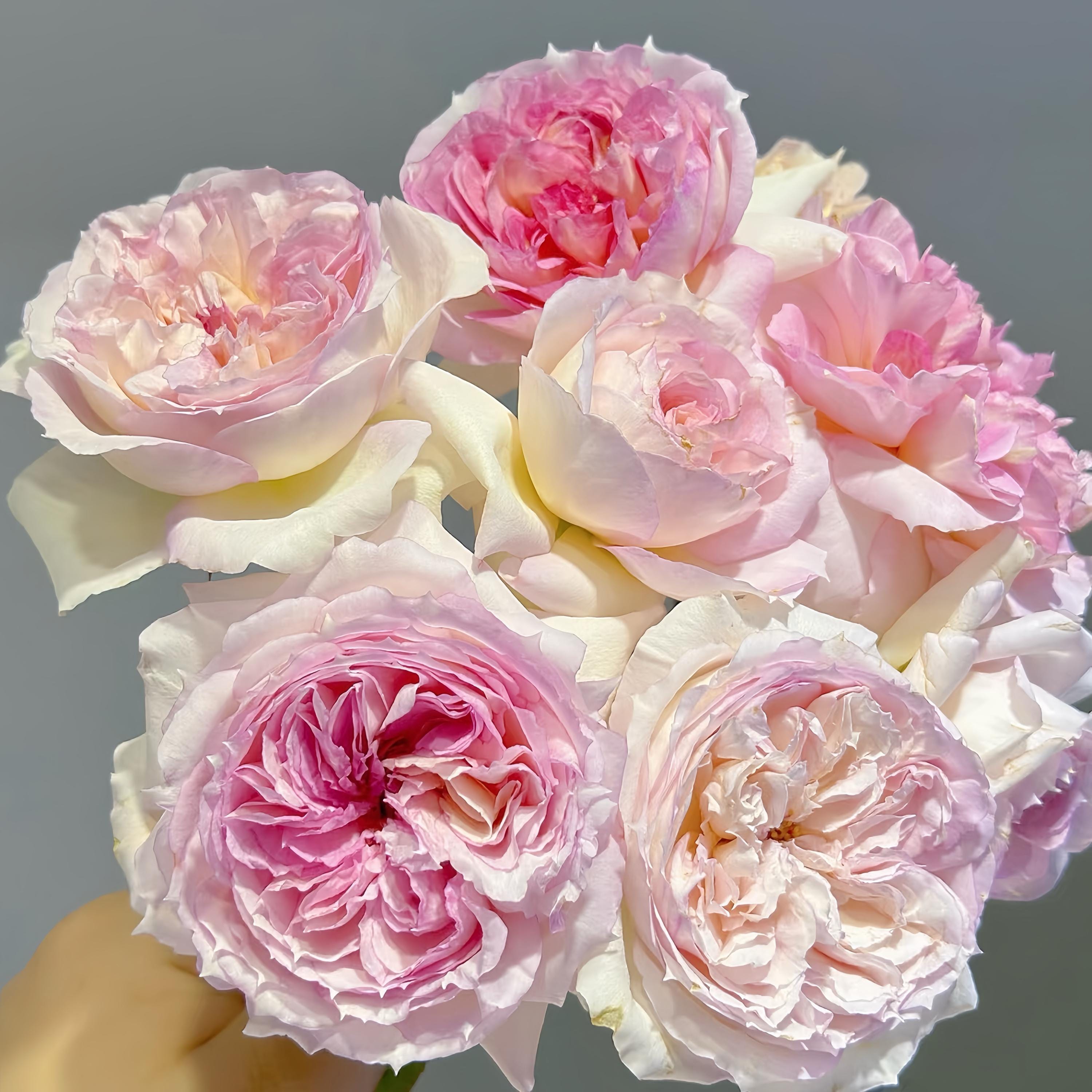 Traumerei 夢幻曲 Japanese Rose. Changing Colors. Pretty Own Root