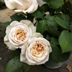 Yui，ゆい). 结. Japanese Rose. Light Fragrance. Cut Rose. Creamy pretty flower. Continue Blooming.