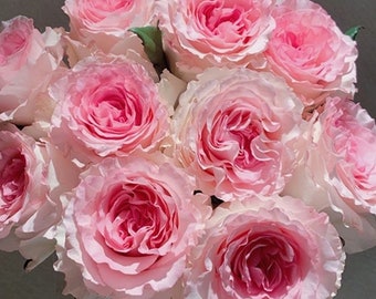 Mandala /luoshen 洛神 Edible. Cut Rose. Continue Blooming.Own root.