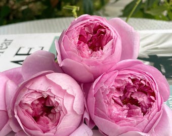 Prima Vista. 初见. Very Pretty Japanese Rose. - Etsy